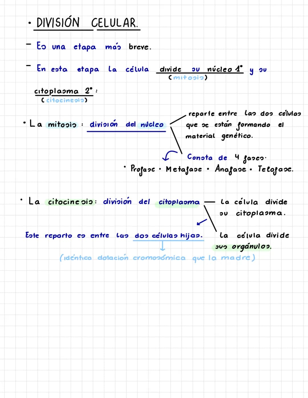 P.3. LA TRANSMISIÓN DE LA
INFORMACIÓN GENÉTICA.
* EL CICLO CELULAR. –
• INTERFASE.
- Larga etapa que pasa La célula en la cual crece, duplic