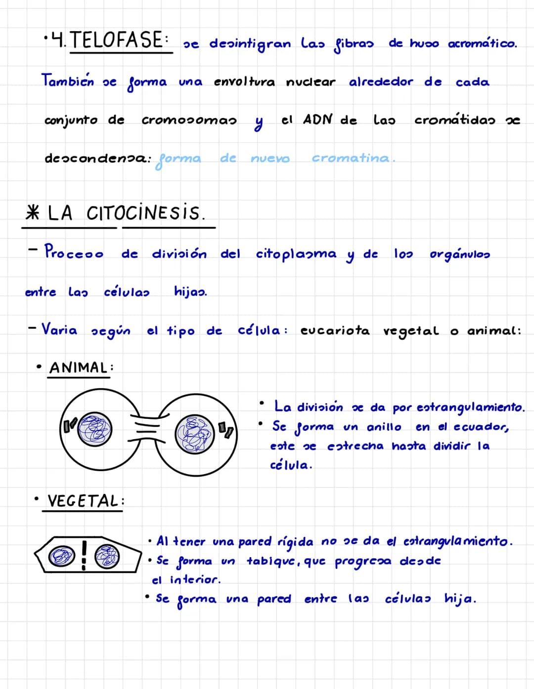 P.3. LA TRANSMISIÓN DE LA
INFORMACIÓN GENÉTICA.
* EL CICLO CELULAR. –
• INTERFASE.
- Larga etapa que pasa La célula en la cual crece, duplic