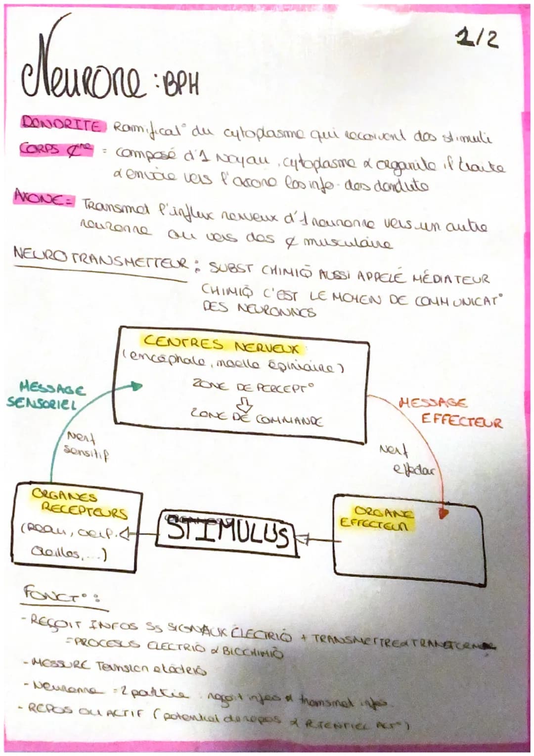# UN NEURONE BPH

trajet formatio
genelia

→1& excitable donc capable de
généroe in mossage reveux
Suite à un stimulu

ل
des neuronas ne so
