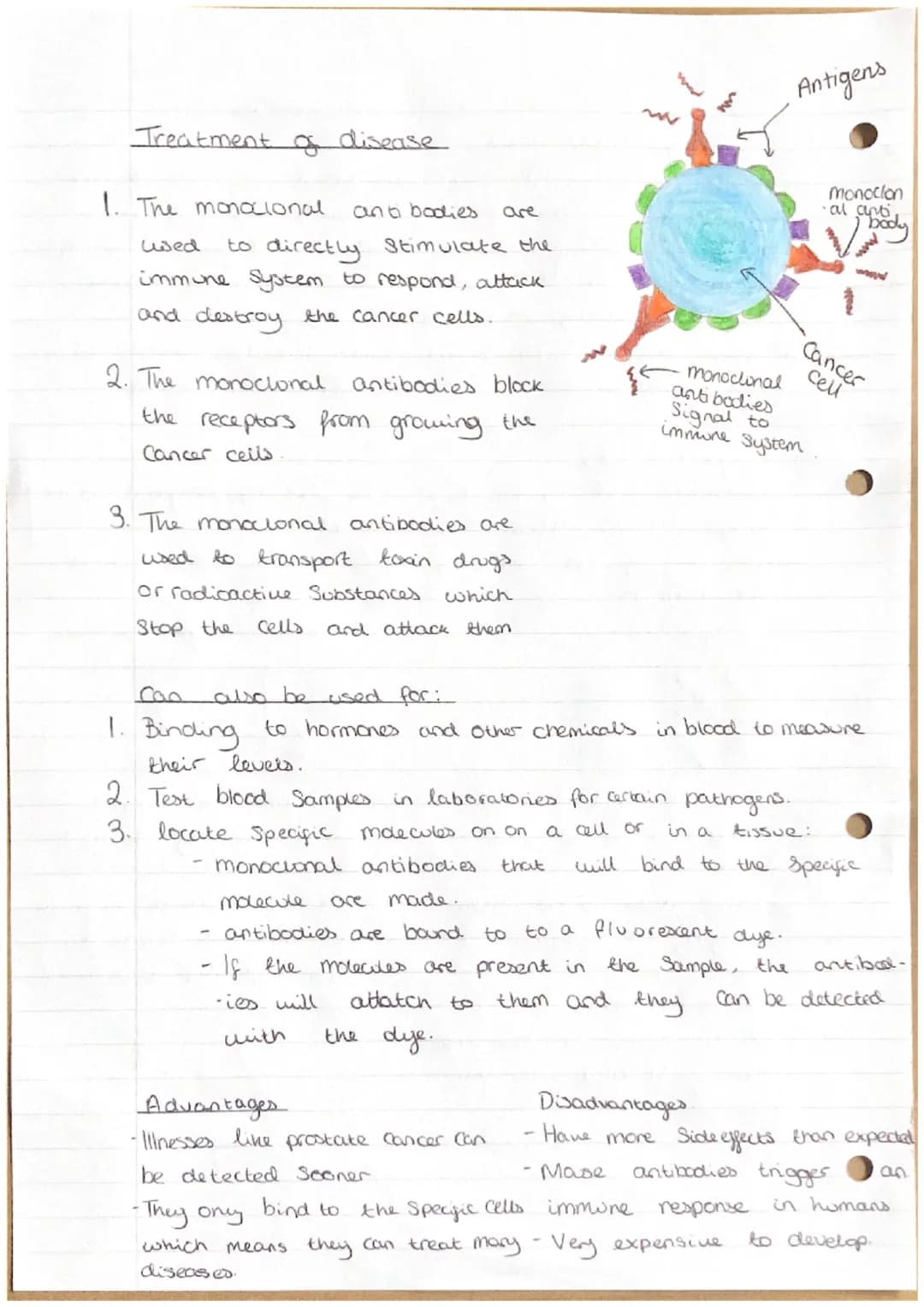 Monoclonal antibodies
Making monoclonal antibodies
1. Take white blood cells from mouse to produce the
antibody (after injecting it with the