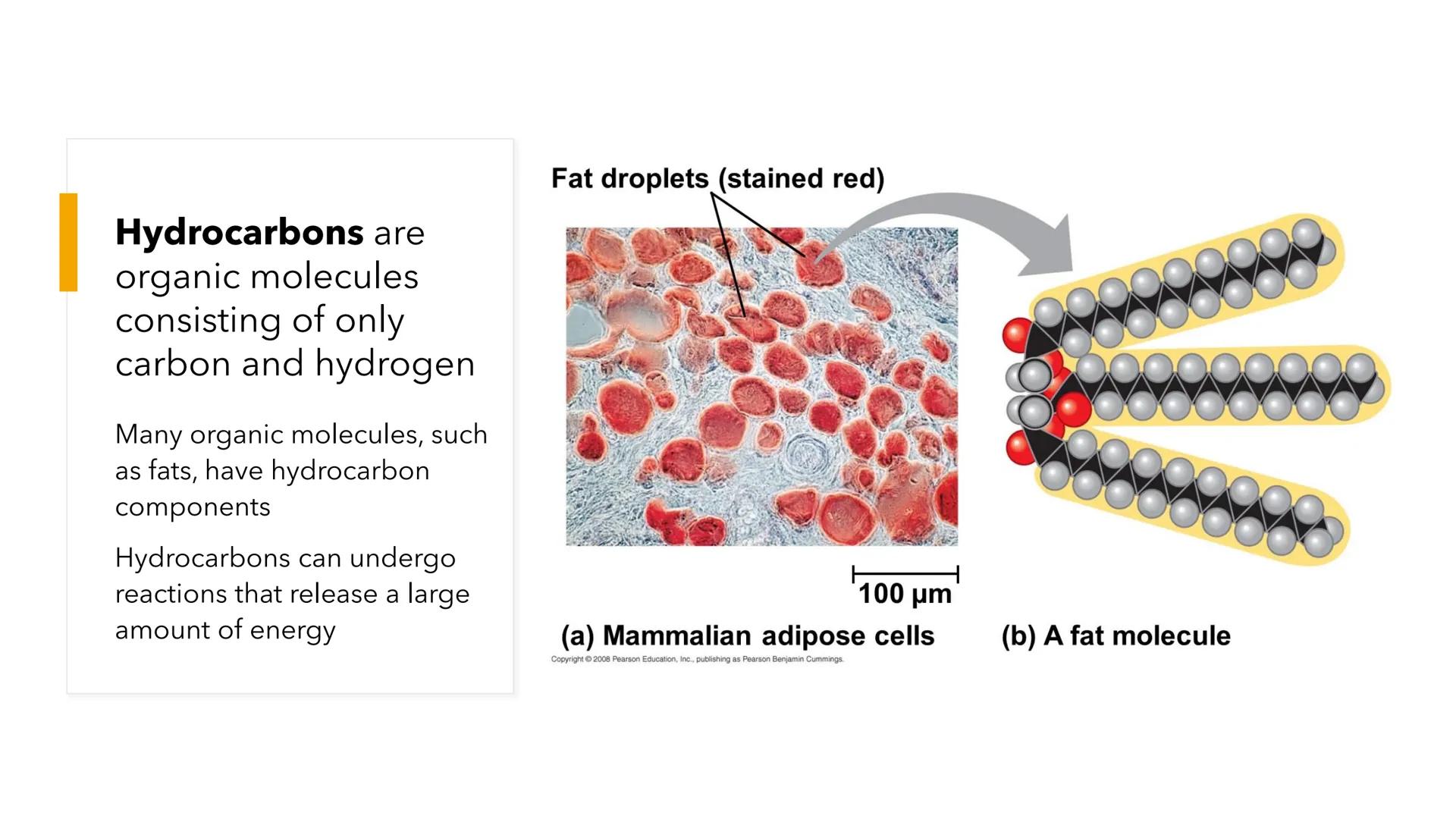 # NAT S113:
GENERAL
BIOLOGY

MIDTERMS WEEK 1 # BIOLOGICAL MOLECULES # Lesson Objectives

- Be able to recognize the roles of carbon in the m