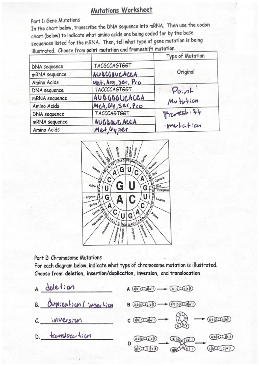 # Mutations Worksheet

Part 1: Gene Mutations

In the chart below, transcribe the DNA sequence into mRNA. Then use the codon
chart (below) t