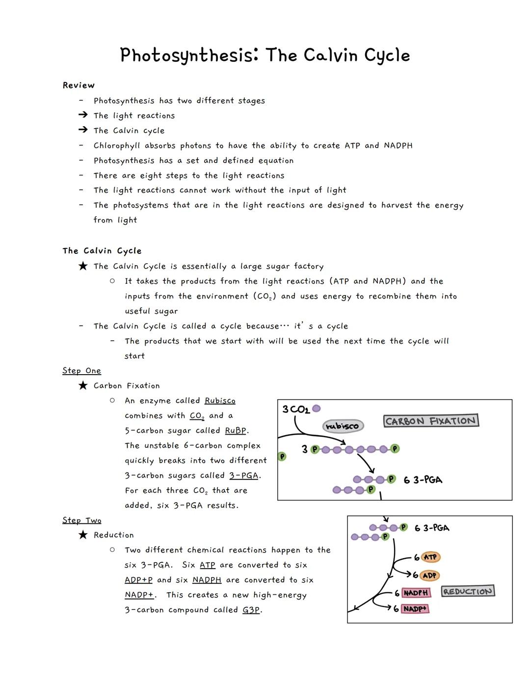 # Photosynthesis: The Calvin Cycle

Review

- Photosynthesis has two different stages
- →The light reactions
- →The Calvin cycle
- Chlorophy