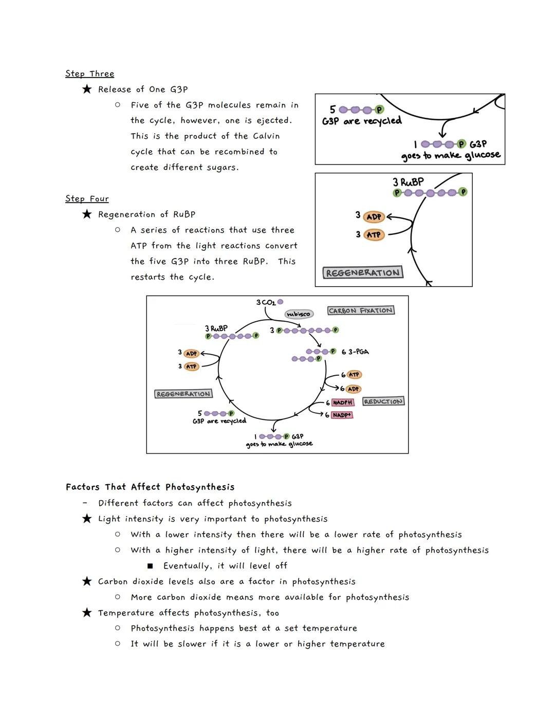 # Photosynthesis: The Calvin Cycle

Review

- Photosynthesis has two different stages
- →The light reactions
- →The Calvin cycle
- Chlorophy