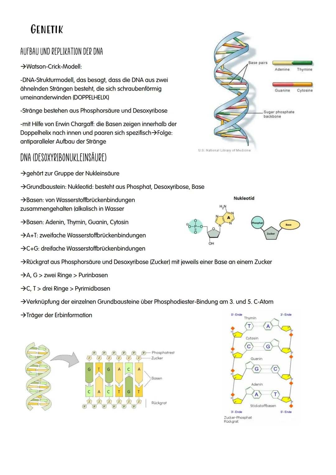 Abi-Lernzettel 2022

1.GENETIK

• DNA
• Replikation
• Proteinbiosynthese
• Genetischer Code
• Proteine
• Bau und Vermehrung von Viren
• Bau 