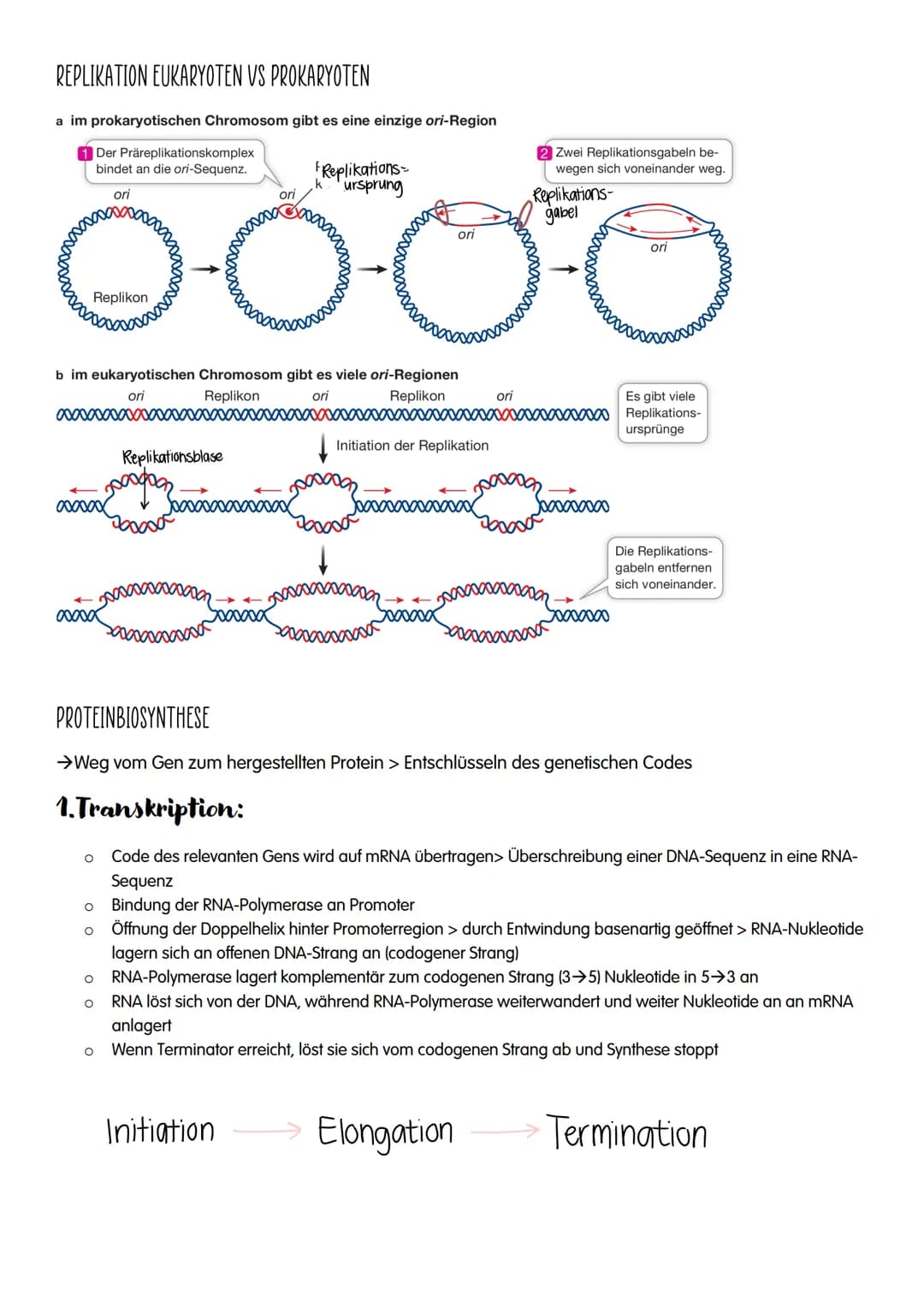 Abi-Lernzettel 2022

1.GENETIK

• DNA
• Replikation
• Proteinbiosynthese
• Genetischer Code
• Proteine
• Bau und Vermehrung von Viren
• Bau 
