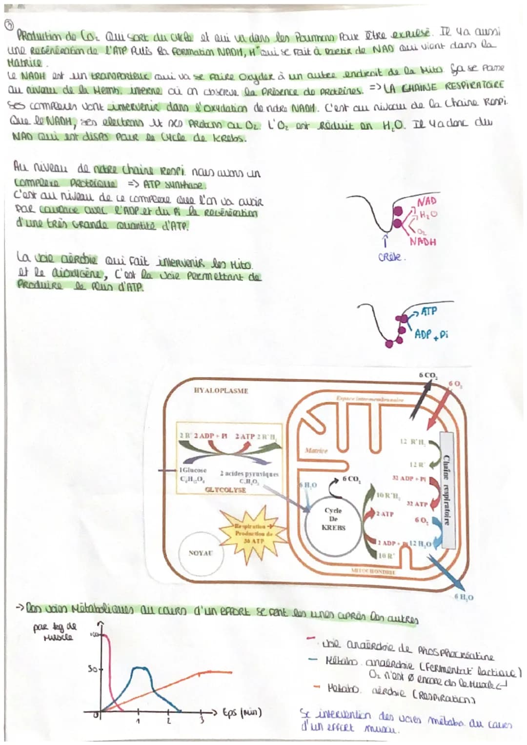 # Crigine de l'ATP nécessaire à la
Contraction Muscu

→Pour la contraction muscu, l'energie provient de l'ATP

exoenergetique : Relatif à un