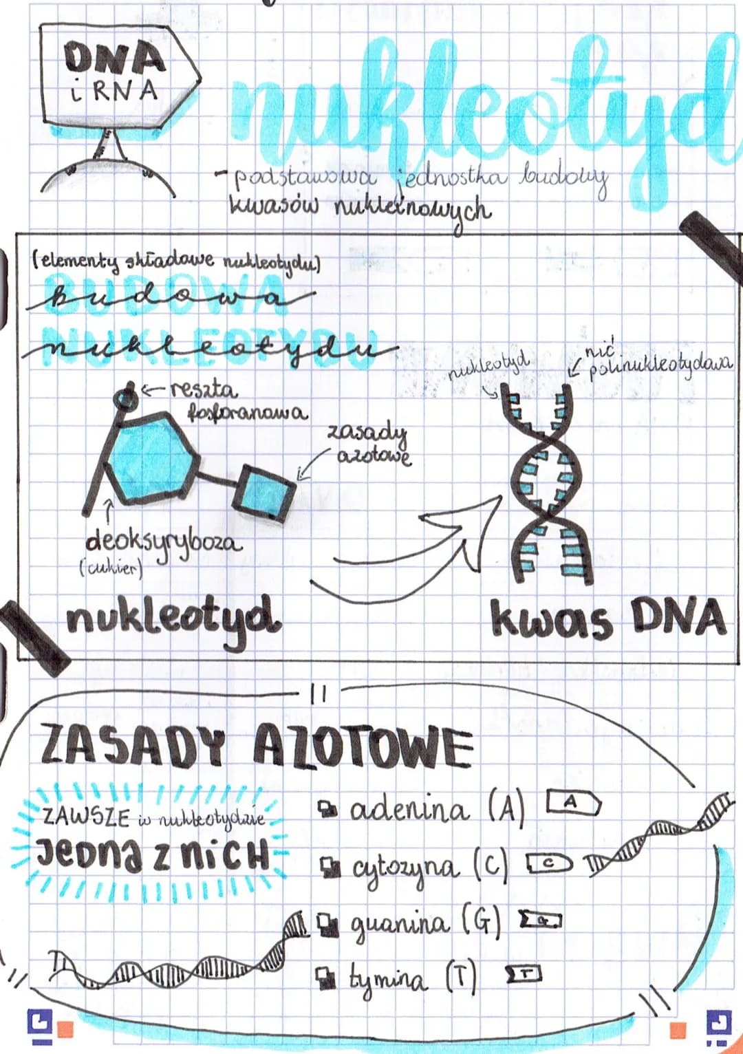 ONA
IRNA

nukleotyd
-podstawowa jednostha budowy
kwasów nuklełnowych

(elementy shtadawe nukleotydu)
budowa
nukleotydu

←reszta
fosforanawa

