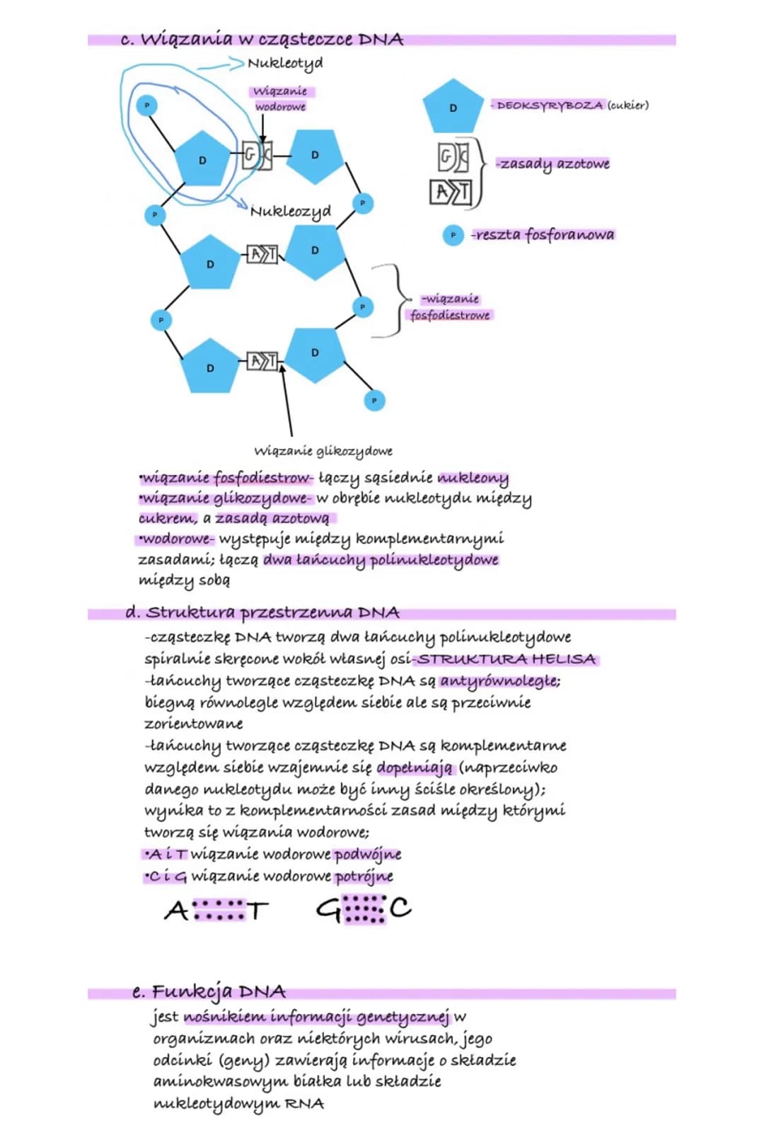# Kwasy nukleinowe

Worganizmach dwa kwasy nukleinowe:

DNA-kwas deoksyrybonukleinowy

a. Miejsce występowania w komórce:

-wjądrze komórkow