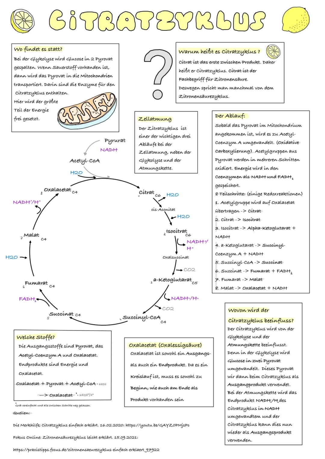 # CITRATZYKLUS

Wo findet es statt?
Bei der Glykolyse wird Glucose in 2 Pyrovat
gespalten. Wenn Sauerstoff vorhanden ist,
dann wird das Pyro