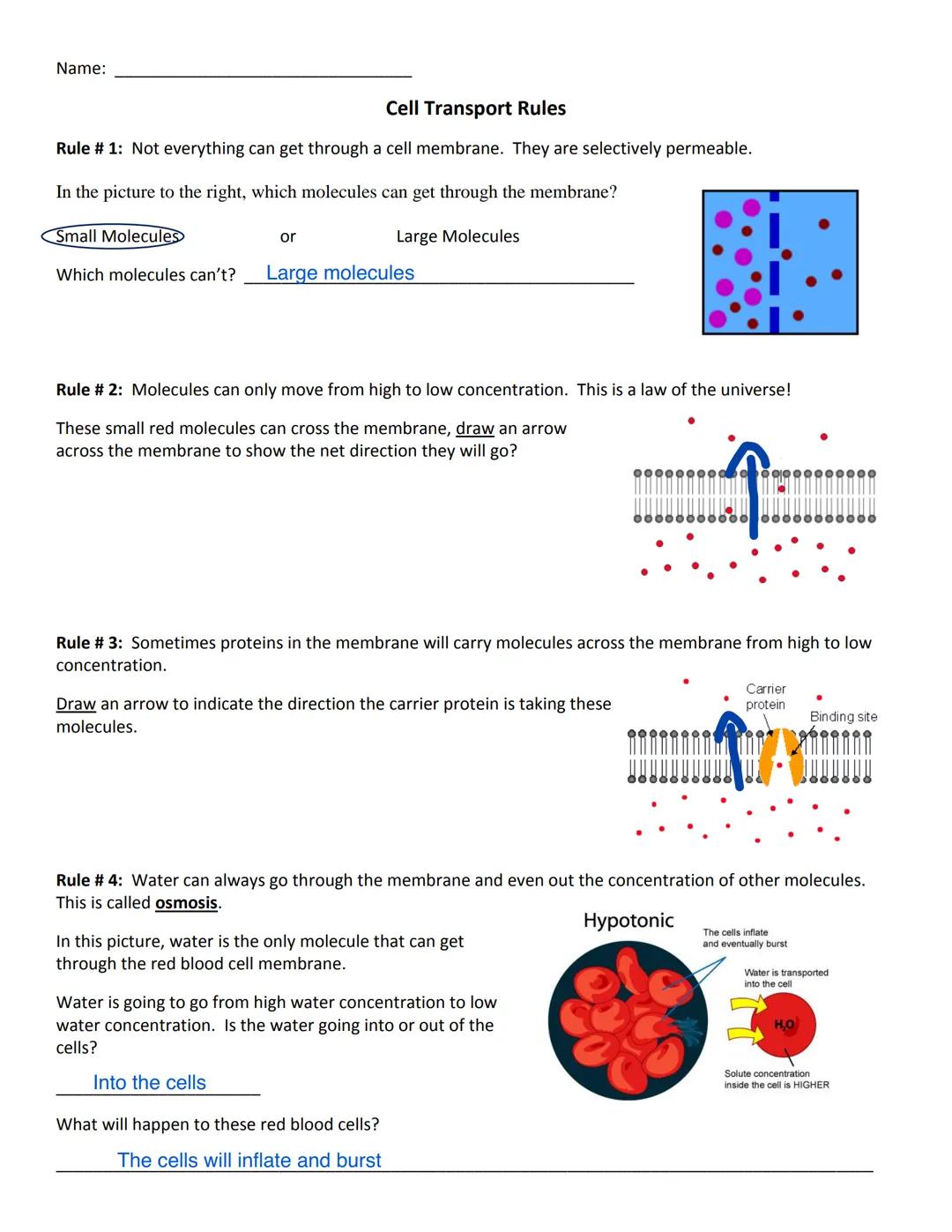 Name:

# Cell Transport Rules
Rule # 1: Not everything can get through a cell membrane. They are selectively permeable.

In the picture to t