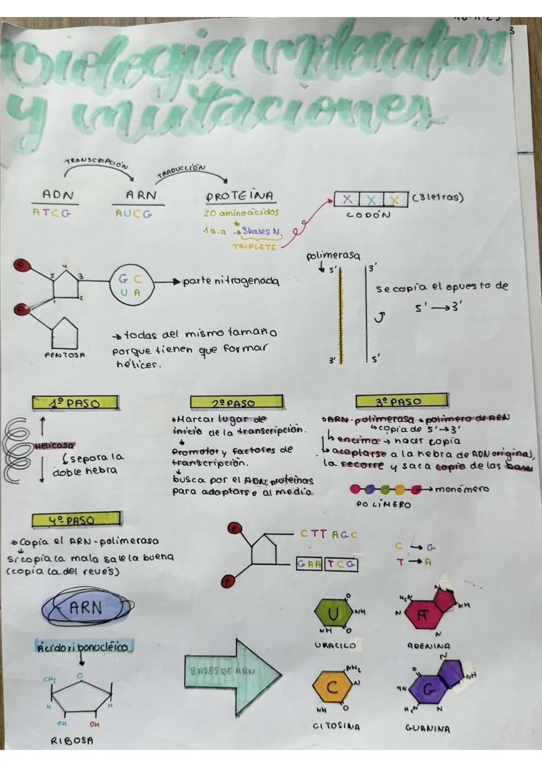 # Biologia videcaatavi
y mutaciones

TRANSCRIPCIÓN

ADN

ATCG

ARN

AUCG

TRADUCCION

PROTEINA

20 amino acidos
+
19.93bases N.

TRIPLETE

X