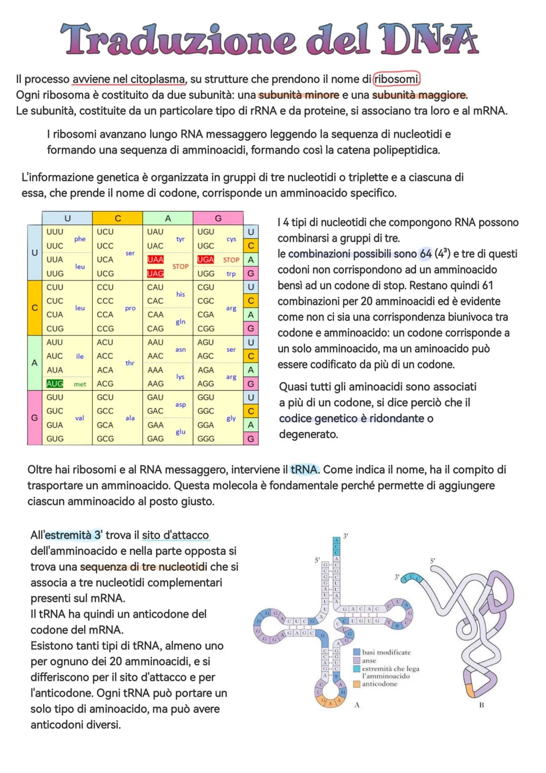 # Traduzione del DNA

Il processo avviene nel citoplasma, su strutture che prendono il nome di ribosomi
Ogni ribosoma è costituito da due su