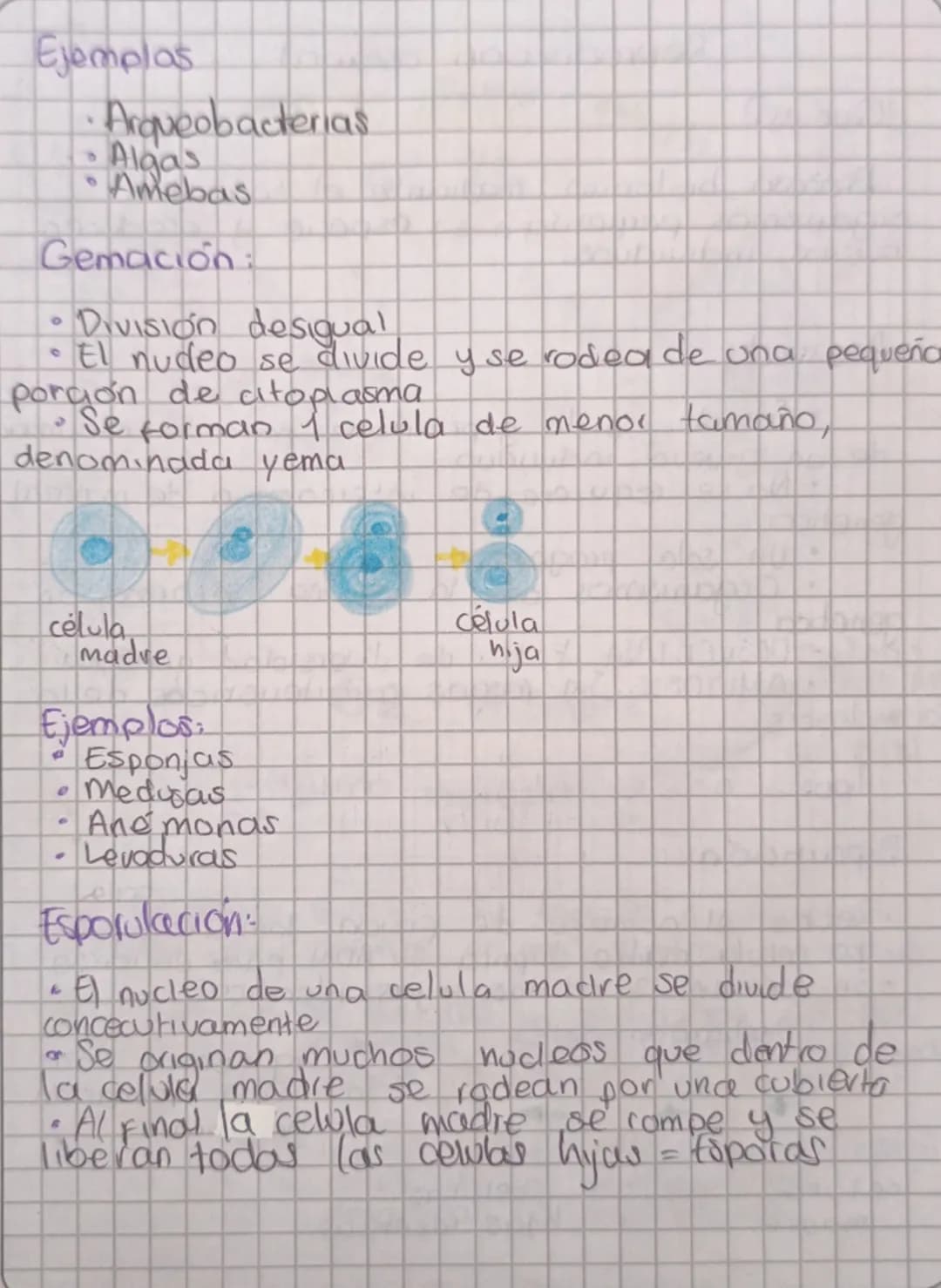 Reproducción asexual

¿Qué es?
Proceso biologico mediante el cual los
organismos perpetuan su especie y producen
nuevas individuos.

Asexual