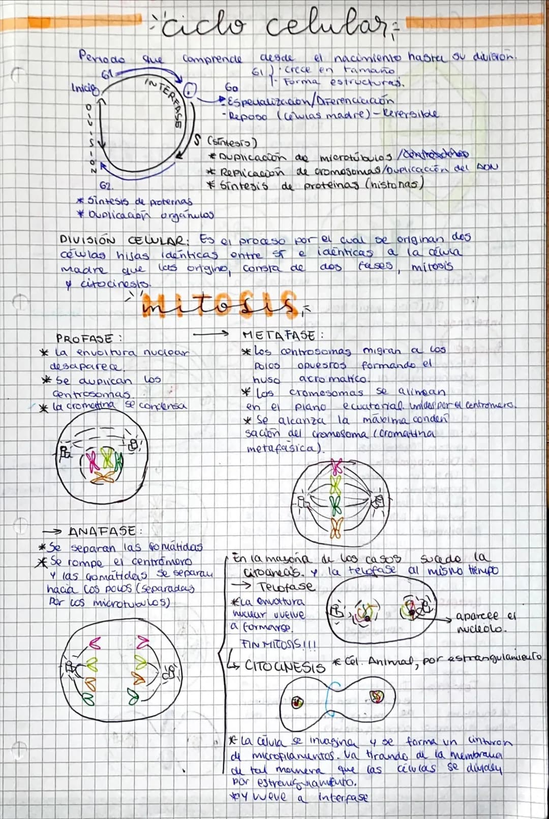# ciclo celular;

Periodo que comprende desde el nacimiento haster ou division

61

Inicio

INTERFASE

Ga

S

61) crece en tamaño

Forma est