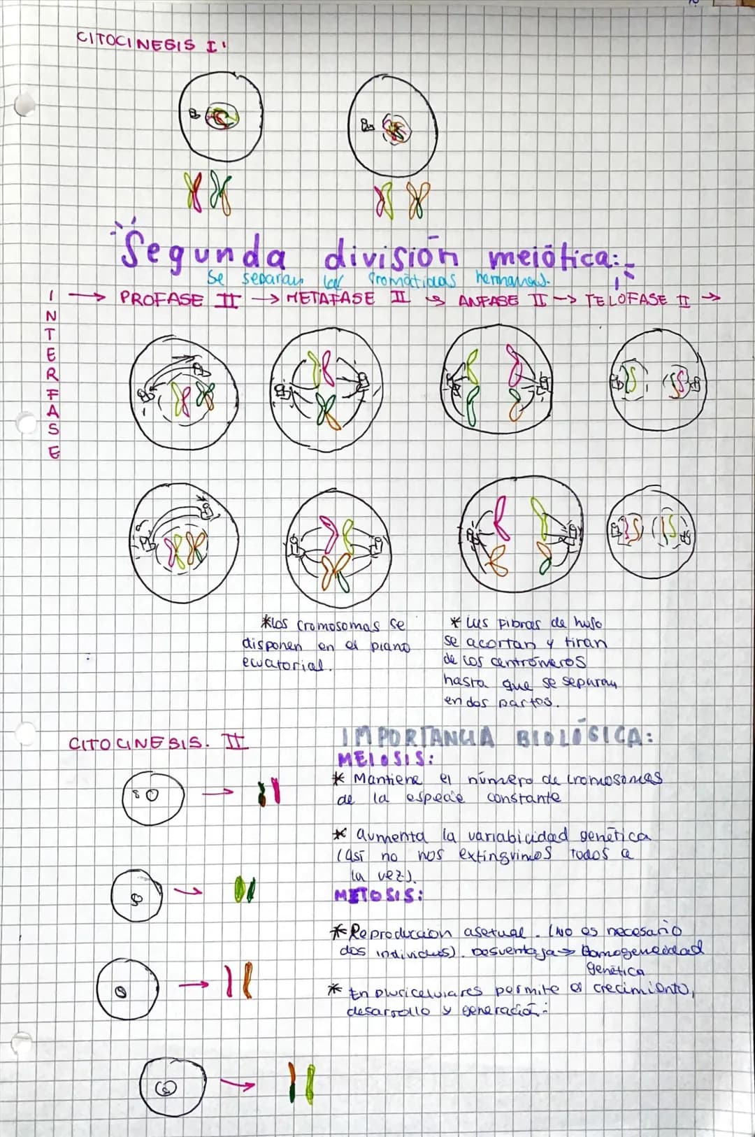 # ciclo celular;

Periodo que comprende desde el nacimiento haster ou division

61

Inicio

INTERFASE

Ga

S

61) crece en tamaño

Forma est