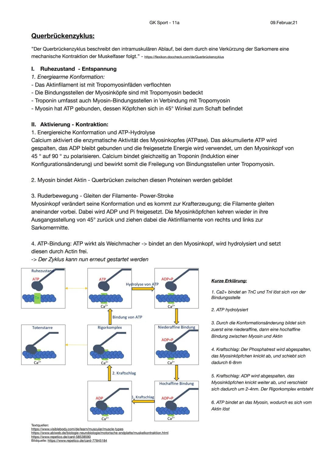 GK Sport - 11a

Aktiver Bewegungsapparat: Muskulatur

1. Arten des Muskelgewebes und Aufbau des Skelettmuskelgewebes

Muskelgewebearten:

Sk
