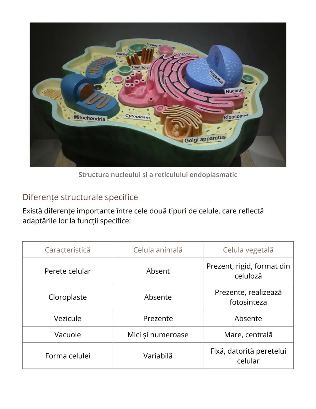 # Celula animală și celula vegetală -
Similitudini şi diferenţe

Introducere în studiul celulelor

Celulele reprezintă unitatea structurală 