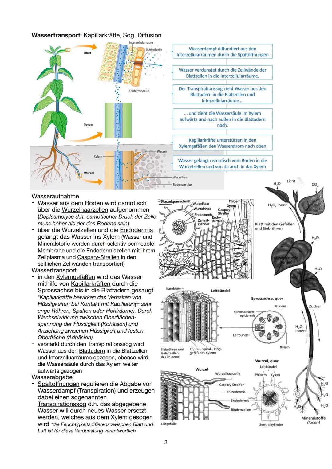 # Biologie Lernzettel 13/1 KA-1
LPE 5: STOFF- UND ENERGIEBEREITSTELLUNG

Der Stoff- und Energiewechsel ist die Aufnahme von Stoffen und Ener