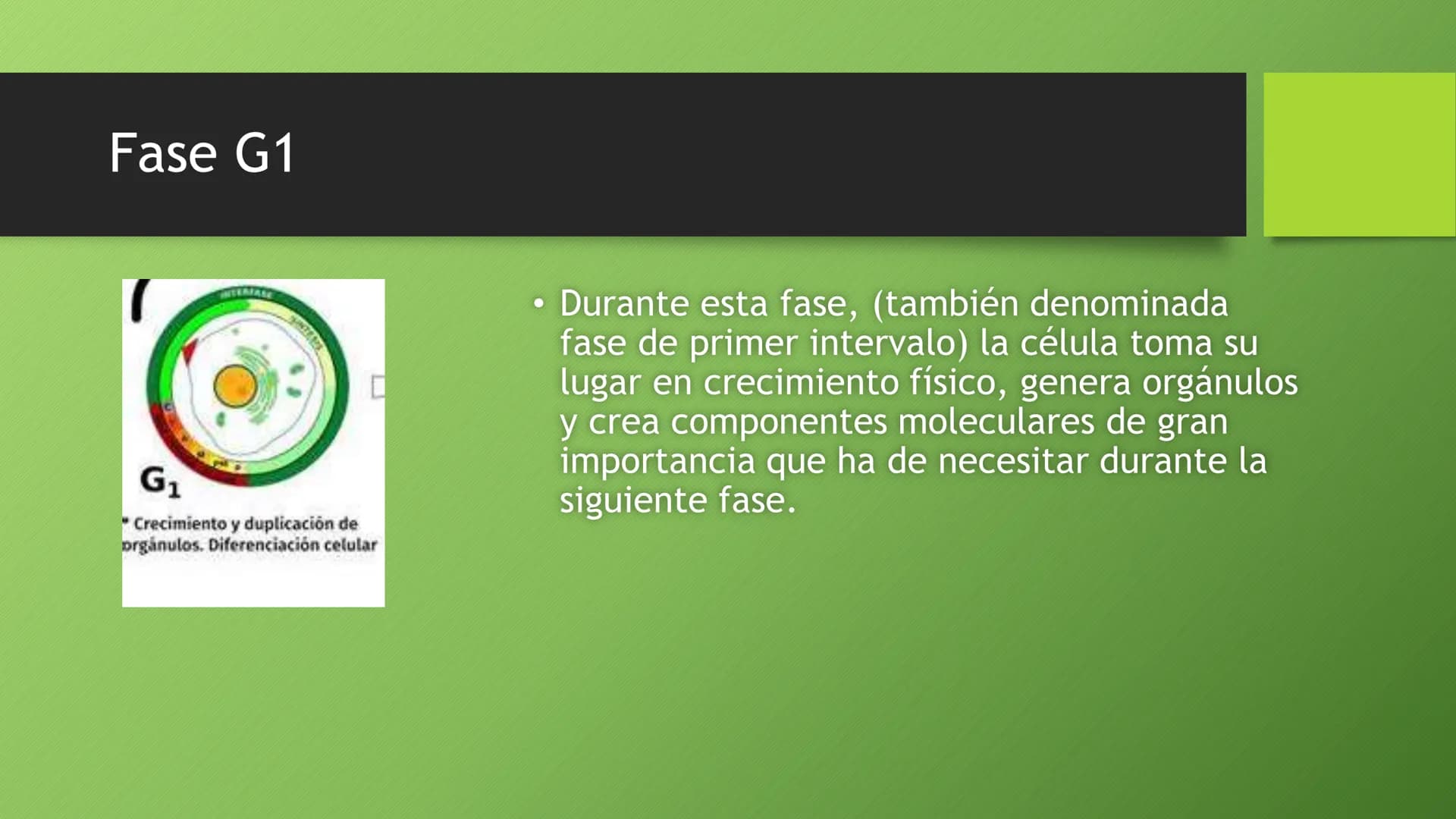 # La división celular:
## mitosis y meiosis

Alba Ruiz Martín # Índice

*   El ciclo celular:
*   concepto -3
*   fases-4
*   - Interfase-5
