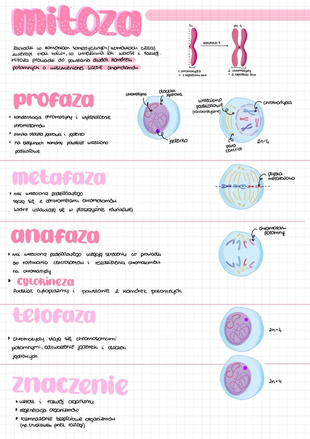 # CYRI komórkowy

faza G₂
podziat organelli póloutonomicznych
Synteza tubuliny do budowy wreciona
podziatowego

אא

mitoza mejoza

Kariokine
