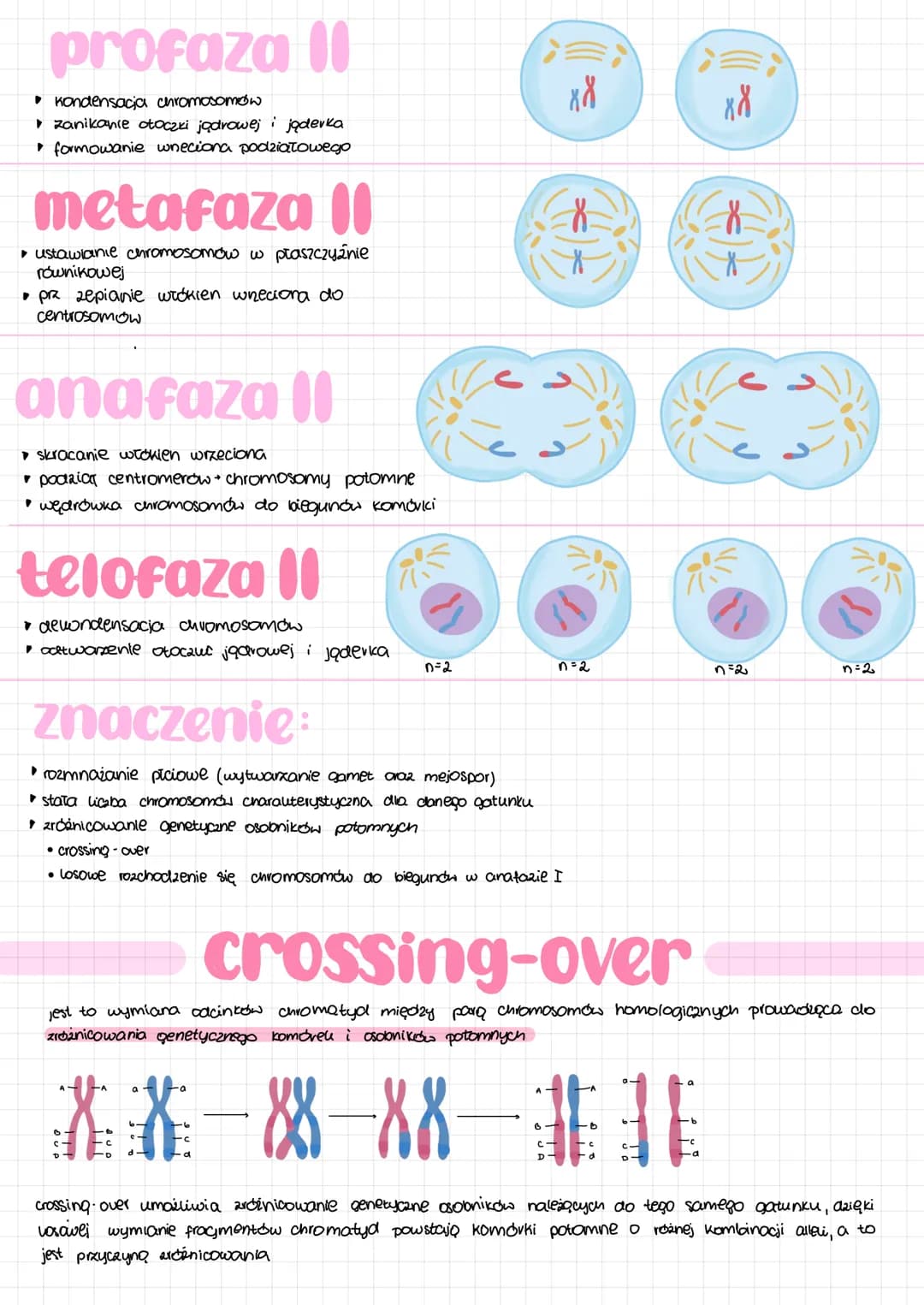 # CYRI komórkowy

faza G₂
podziat organelli póloutonomicznych
Synteza tubuliny do budowy wreciona
podziatowego

אא

mitoza mejoza

Kariokine