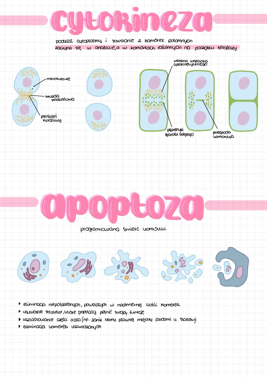 # CYRI komórkowy

faza G₂
podziat organelli póloutonomicznych
Synteza tubuliny do budowy wreciona
podziatowego

אא

mitoza mejoza

Kariokine