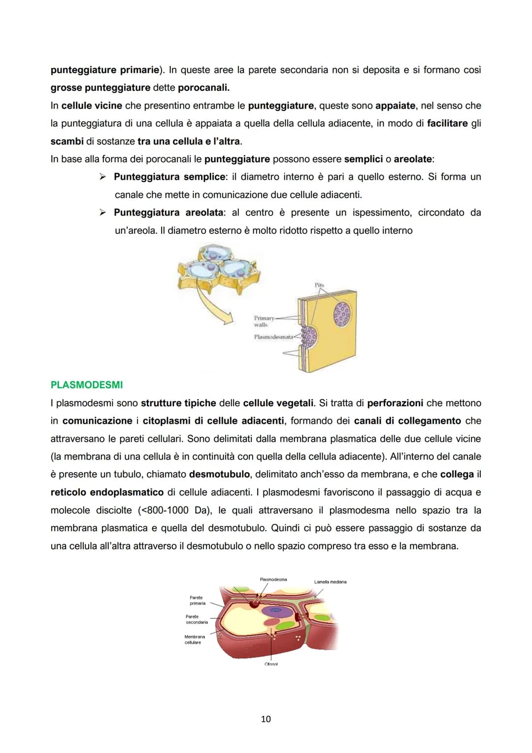 I. La cellula vegetale: parete e membrana

ANIMALI
- Eterotrofi o consumatori: assumono
sostanze organiche prodotte da
altri organismi per c
