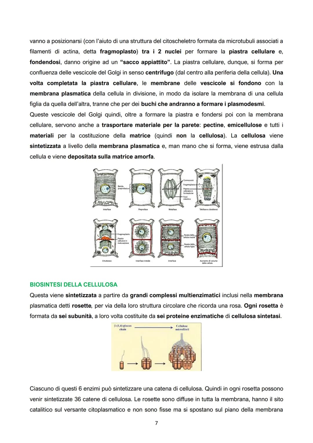 I. La cellula vegetale: parete e membrana

ANIMALI
- Eterotrofi o consumatori: assumono
sostanze organiche prodotte da
altri organismi per c