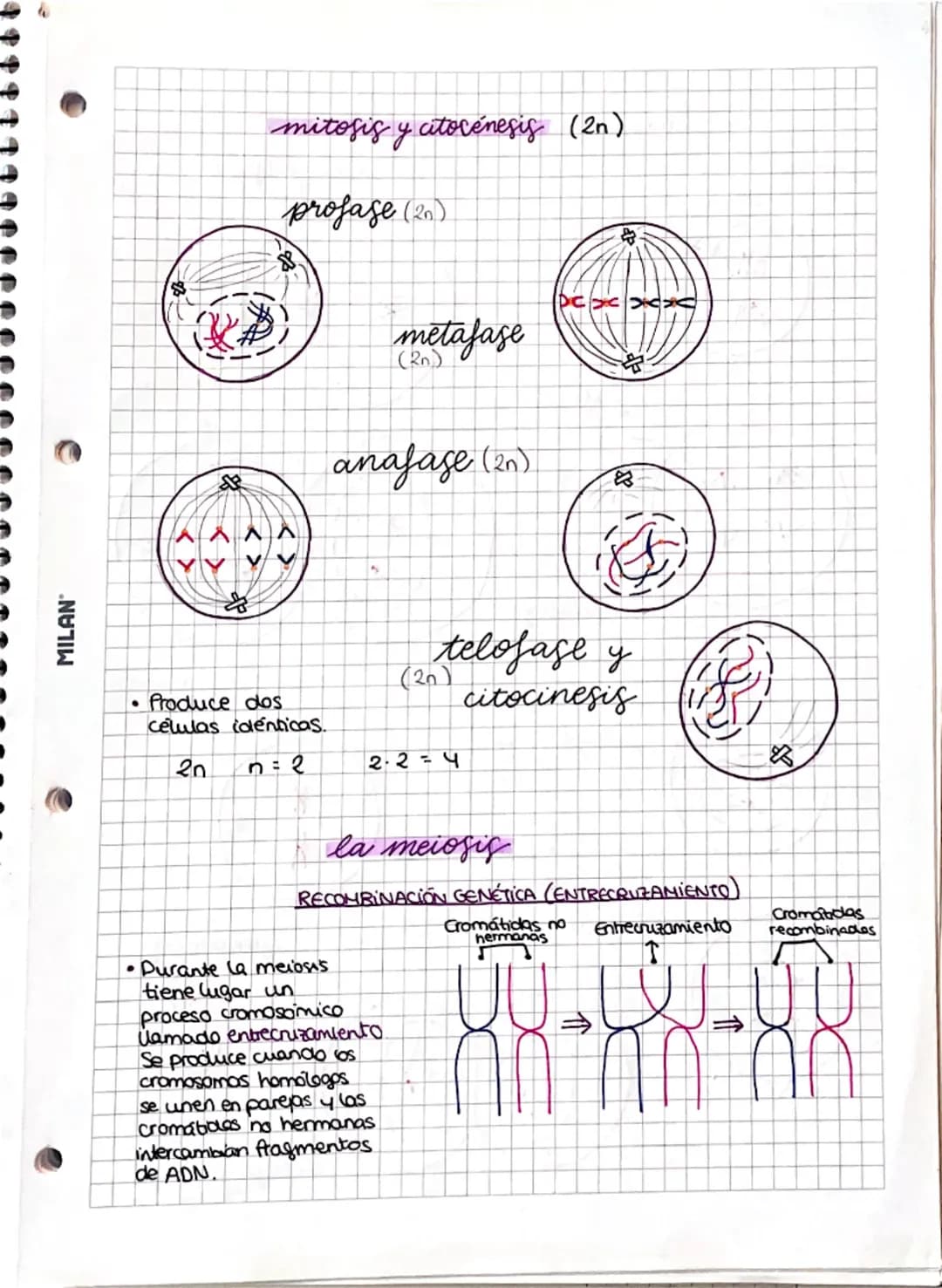 --- OCR Start ---
MILAN
• el ciclo celular y
los cromosomas
1. El núcleo de las células eucariatas
• Nucleoplasma:
medio intema
acuso del
nu