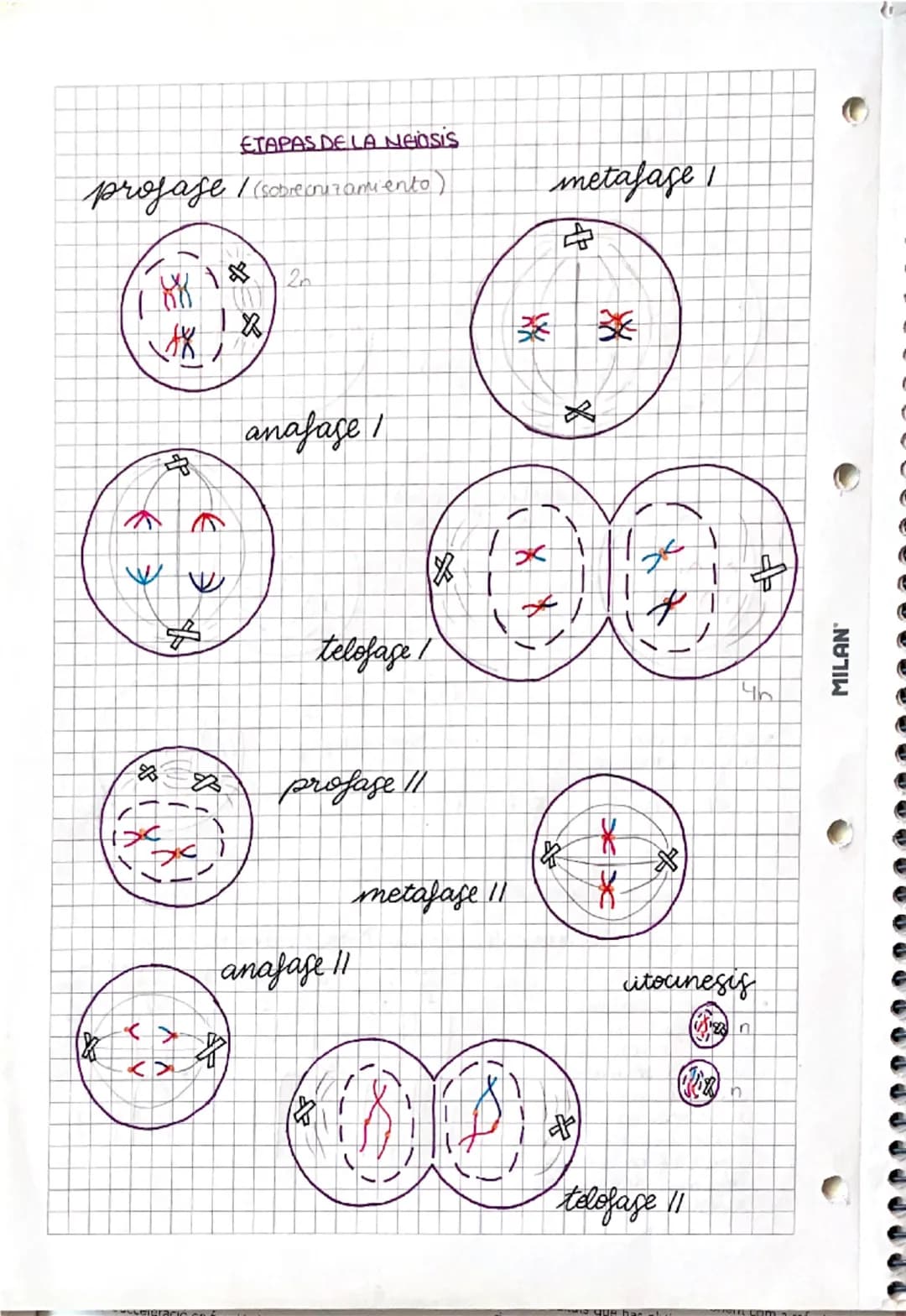 --- OCR Start ---
MILAN
• el ciclo celular y
los cromosomas
1. El núcleo de las células eucariatas
• Nucleoplasma:
medio intema
acuso del
nu