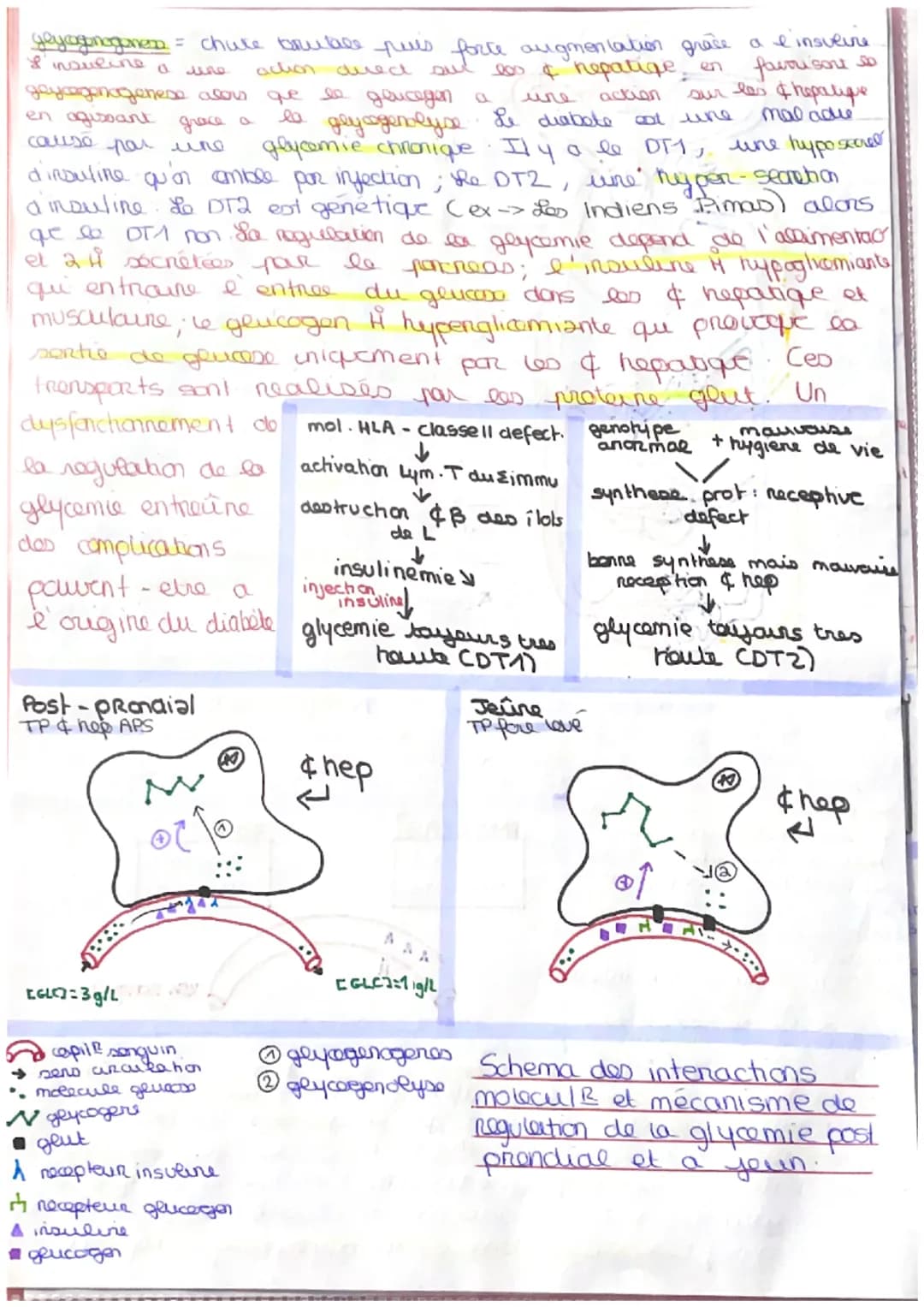 # MOUVEMENT, ENERGIE, GLUCOSE MUSCLE

hey movement implige certaine avvudine ge in pout studio via crtaines malaise, pre complete
compare we
