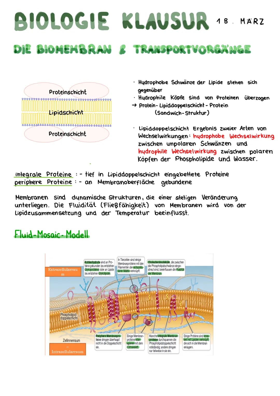 # BIOLOGIE KLAUSUR 18. MARZ

# DIE BIOMEMBRAN & TRANSPORTVORGANGE

Proteinschicht

Lipidschicht

Proteinschicht

integrale Proteine

Hydroph