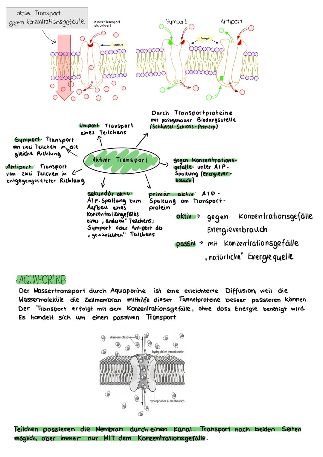 # BIOLOGIE KLAUSUR 18. MARZ

# DIE BIOMEMBRAN & TRANSPORTVORGANGE

Proteinschicht

Lipidschicht

Proteinschicht

integrale Proteine

Hydroph