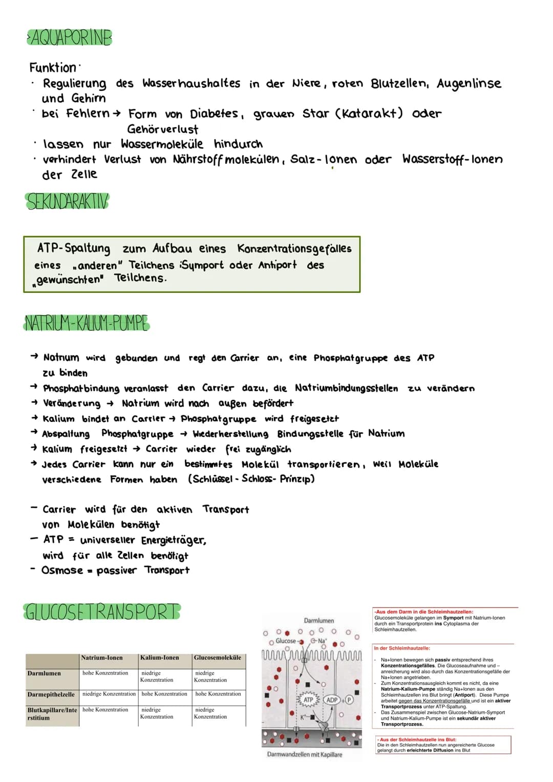 # BIOLOGIE KLAUSUR 18. MARZ

# DIE BIOMEMBRAN & TRANSPORTVORGANGE

Proteinschicht

Lipidschicht

Proteinschicht

integrale Proteine

Hydroph