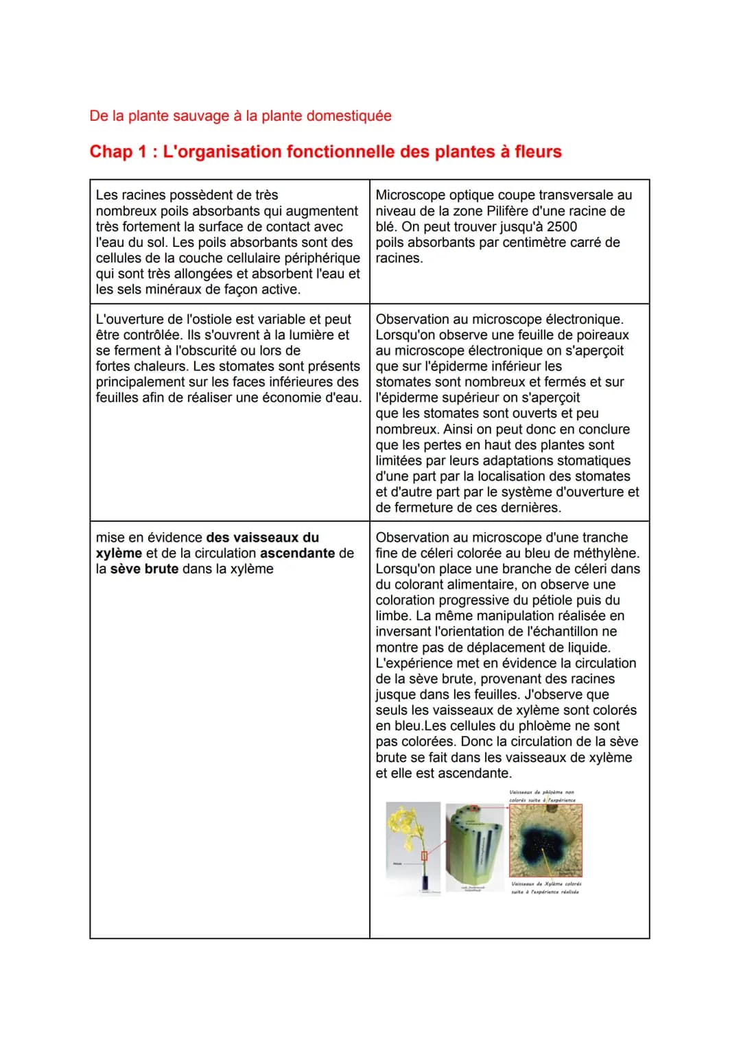 De la plante sauvage à la plante domestiquée

Chap 1: L'organisation fonctionnelle des plantes à fleurs

Les racines possèdent de très
nombr