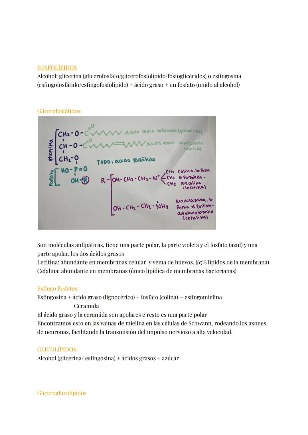 # LÍPIDOS
Brainstorm; grasas, fosfolípidos, esteroides, colesterol, hidrófobas, saturadas, insaturadas,
jabón, energética, aislante térmico,