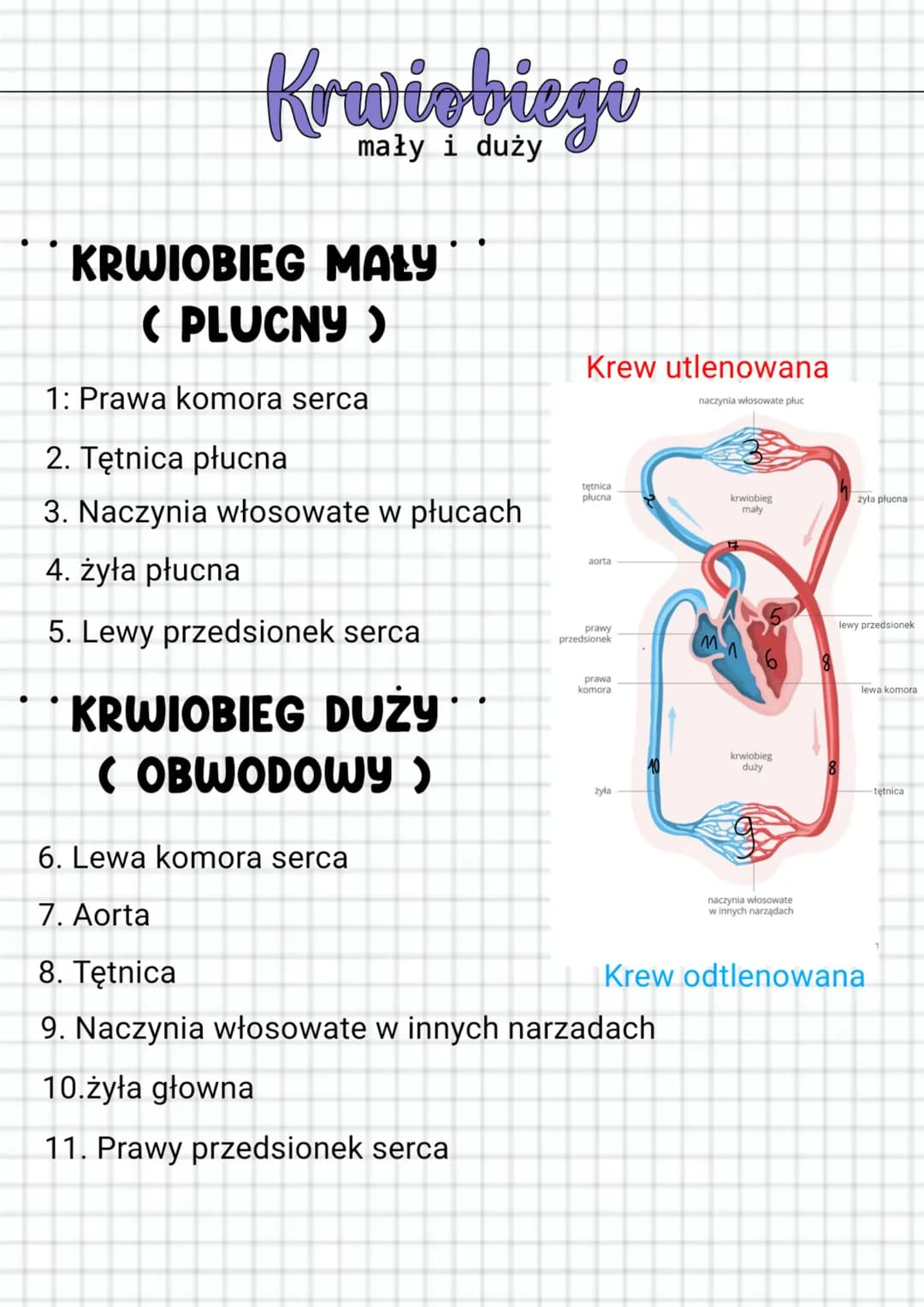 # Krwiobiegi

KRWIOBIEG MALY
(PLUCNY)

1: Prawa komora serca

2. Tętnica płucna

3. Naczynia włosowate w płucach

4. żyła płucna

5. Lewy pr