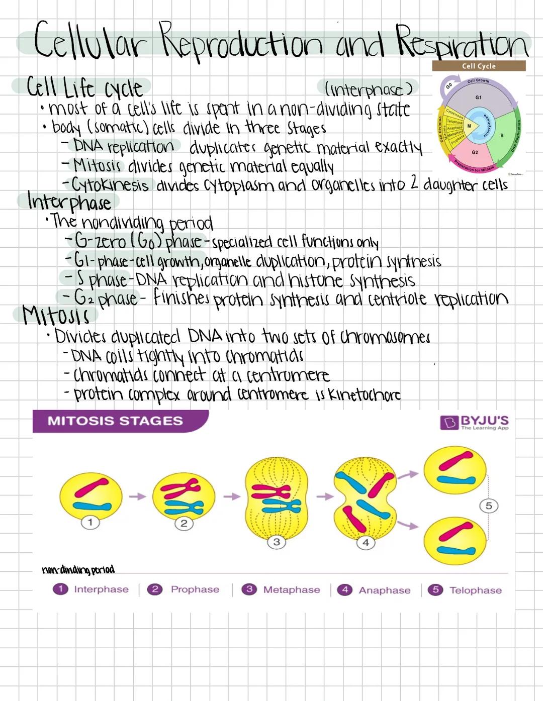 # Cellular Reproduction and Respiration

Cell Life cycle (interphase)

• most of a cell's life is spent in a non-dividing state

• body (som