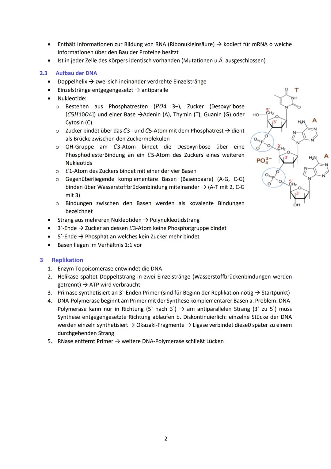 - Enthält Informationen zur Bildung von RNA (Ribonukleinsäure) → kodiert für mRNA o welche
Informationen über den Bau der Proteine besitzt
-