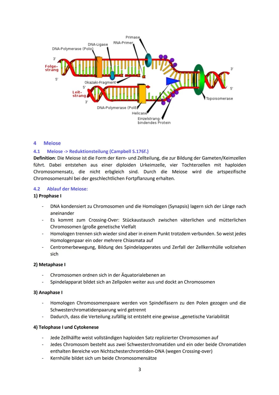 - Enthält Informationen zur Bildung von RNA (Ribonukleinsäure) → kodiert für mRNA o welche
Informationen über den Bau der Proteine besitzt
-