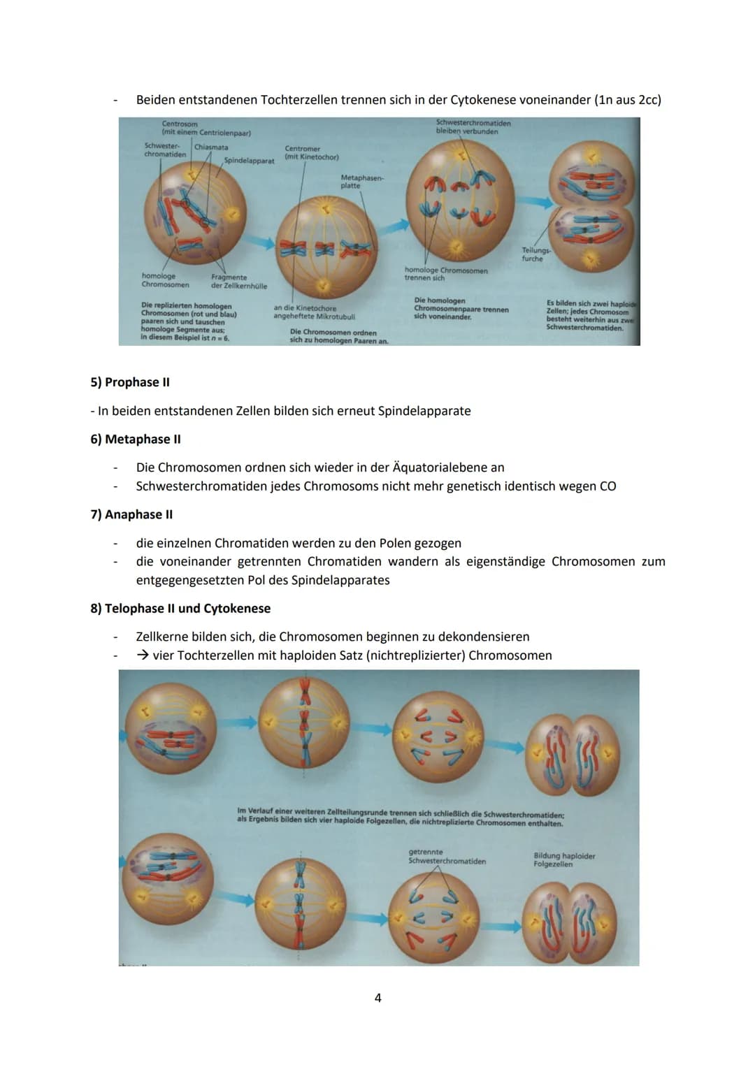 - Enthält Informationen zur Bildung von RNA (Ribonukleinsäure) → kodiert für mRNA o welche
Informationen über den Bau der Proteine besitzt
-
