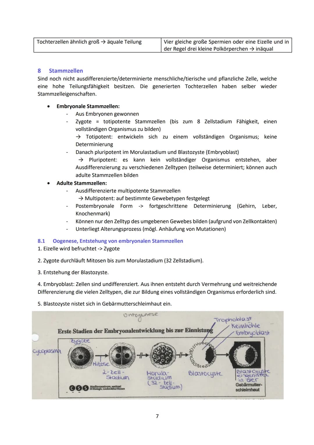 - Enthält Informationen zur Bildung von RNA (Ribonukleinsäure) → kodiert für mRNA o welche
Informationen über den Bau der Proteine besitzt
-