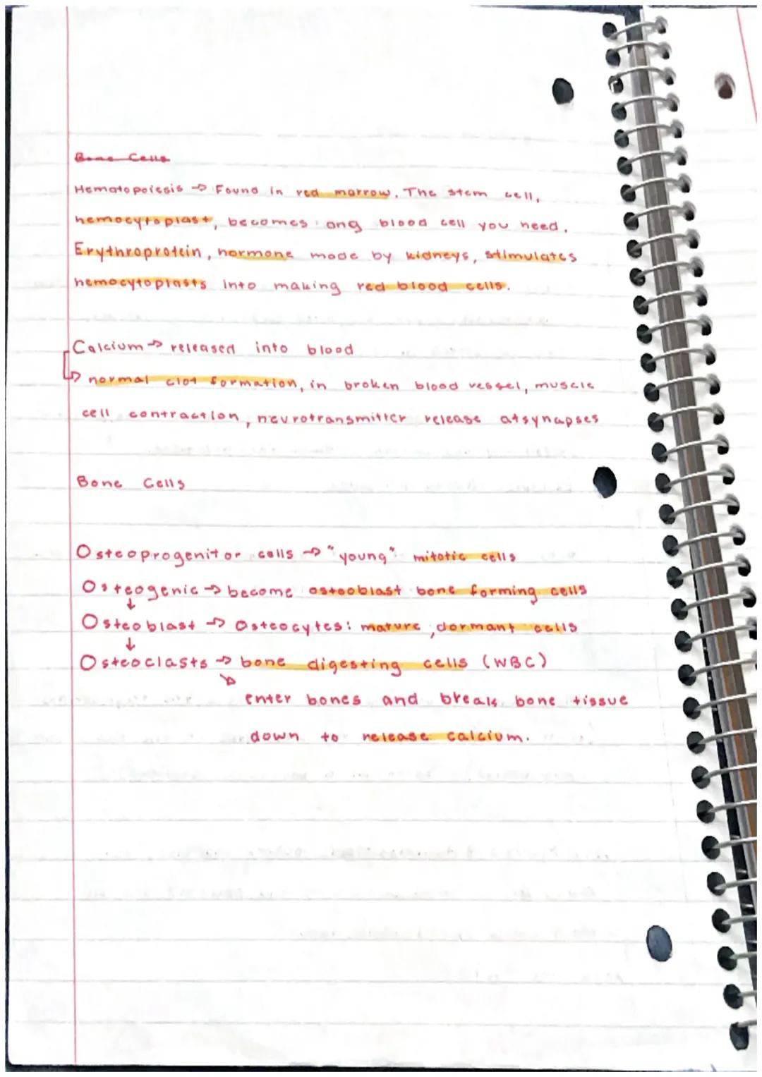 Skeletal System

Bone or Osscous Tissue $\rightarrow$ a hard, dense connective
tissue that forms most of the adult skeleton, the
Support str