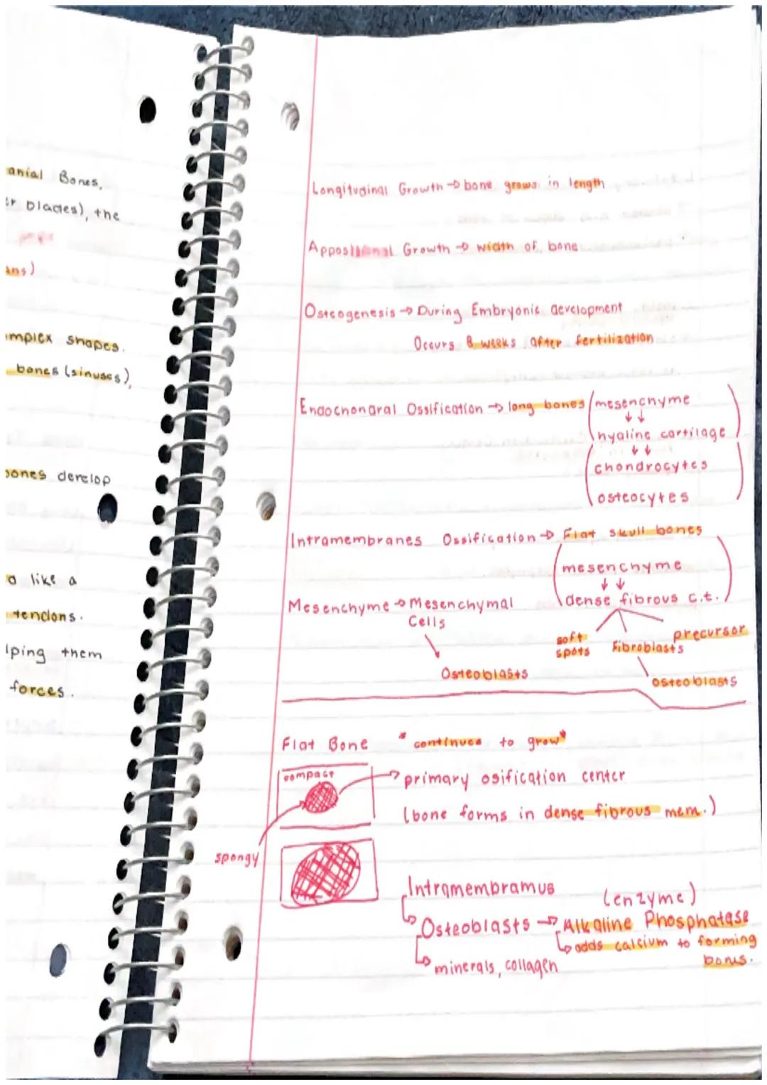 Skeletal System

Bone or Osscous Tissue $\rightarrow$ a hard, dense connective
tissue that forms most of the adult skeleton, the
Support str