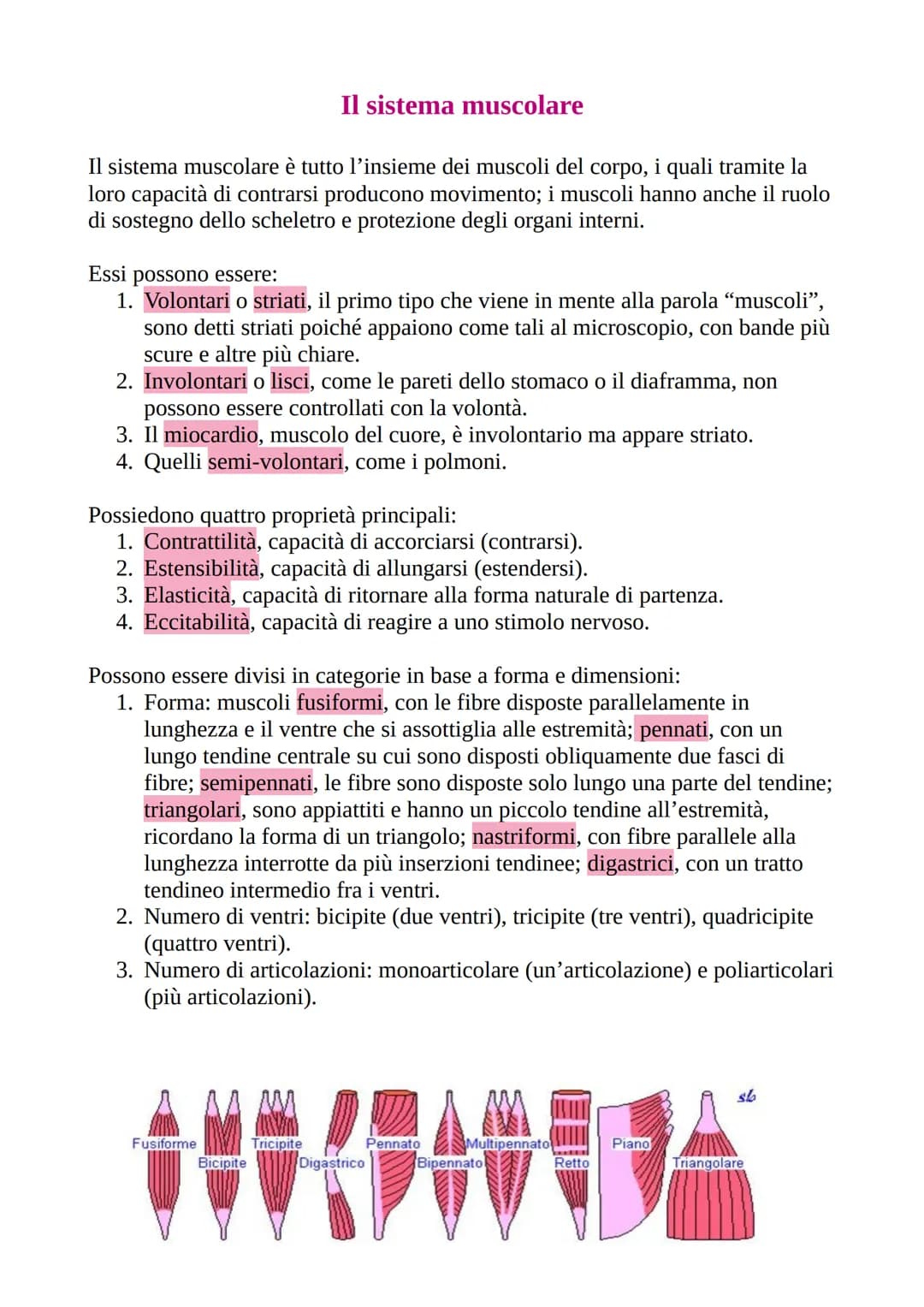# Il sistema muscolare

Il sistema muscolare è tutto l'insieme dei muscoli del corpo, i quali tramite la
loro capacità di contrarsi producon