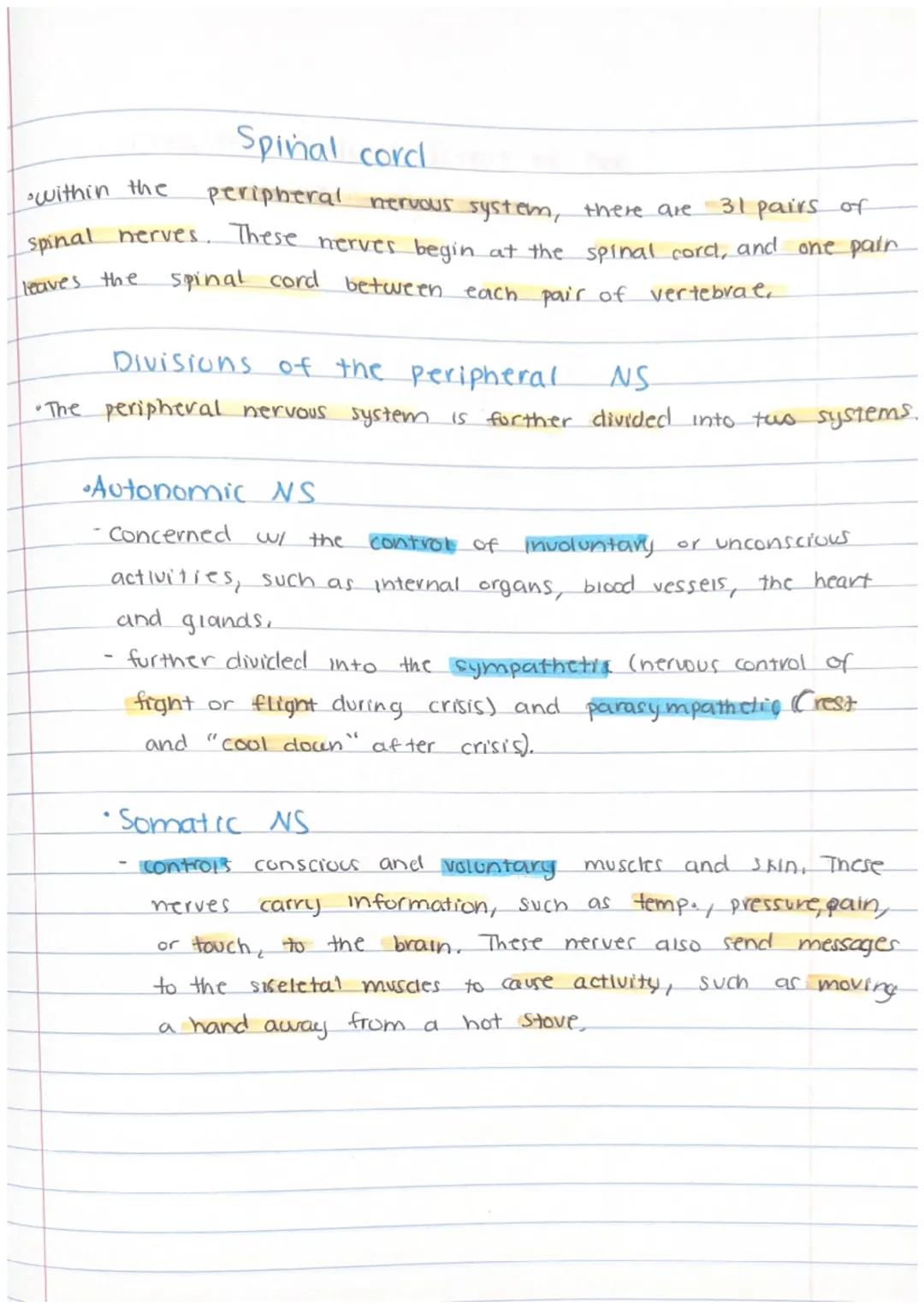 # The peripheral Nervous system

• The second division of the nervous system is the peripheral nervous.
system being composed of all the ner