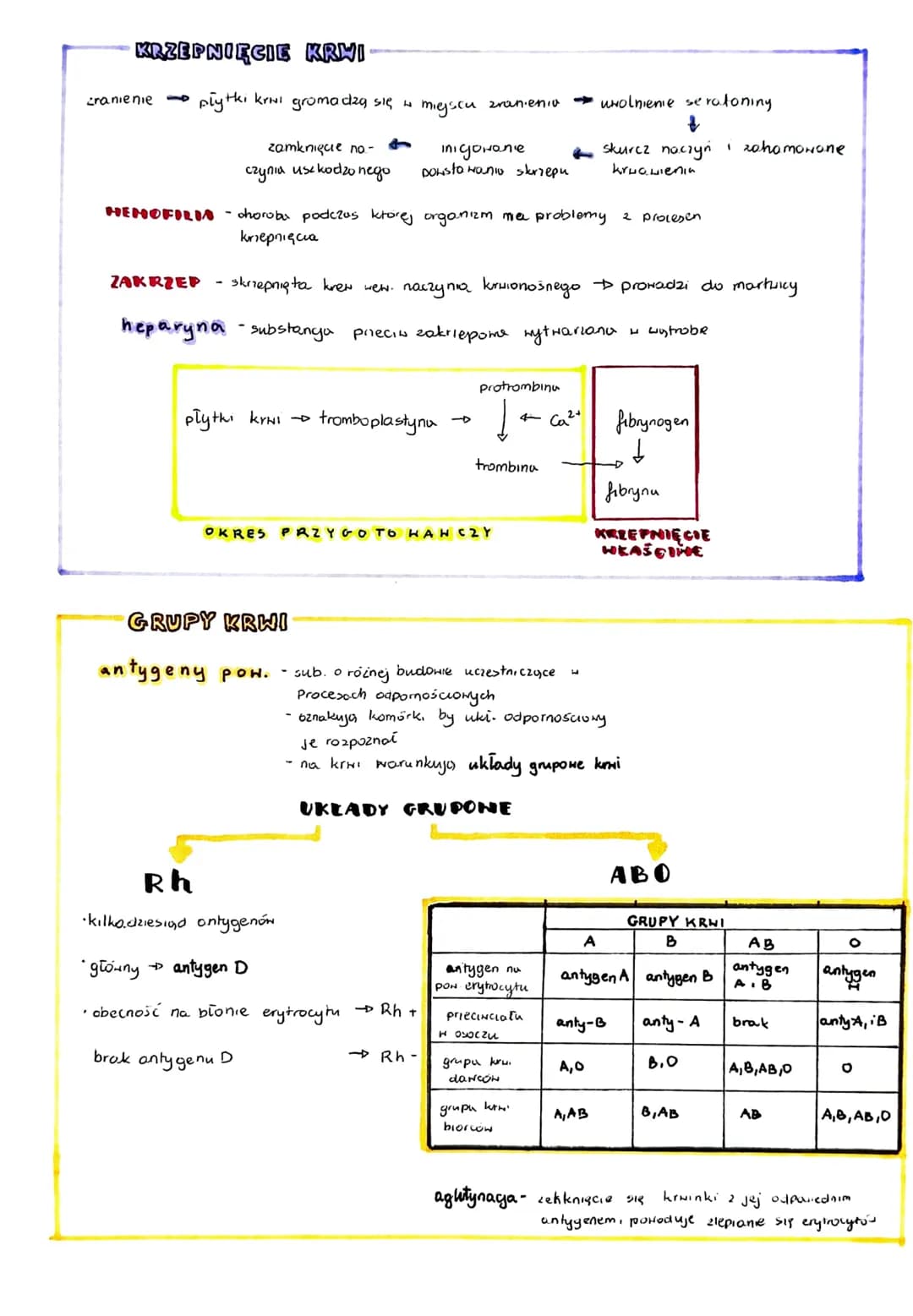 
<h2>Budowa i funkcje krwi</h2>
<h3>Ogólne informacje</h3>
<p>Krwi jest tkanką łączną płynną, która krąży w zamkniętym systemie naczyń krwio