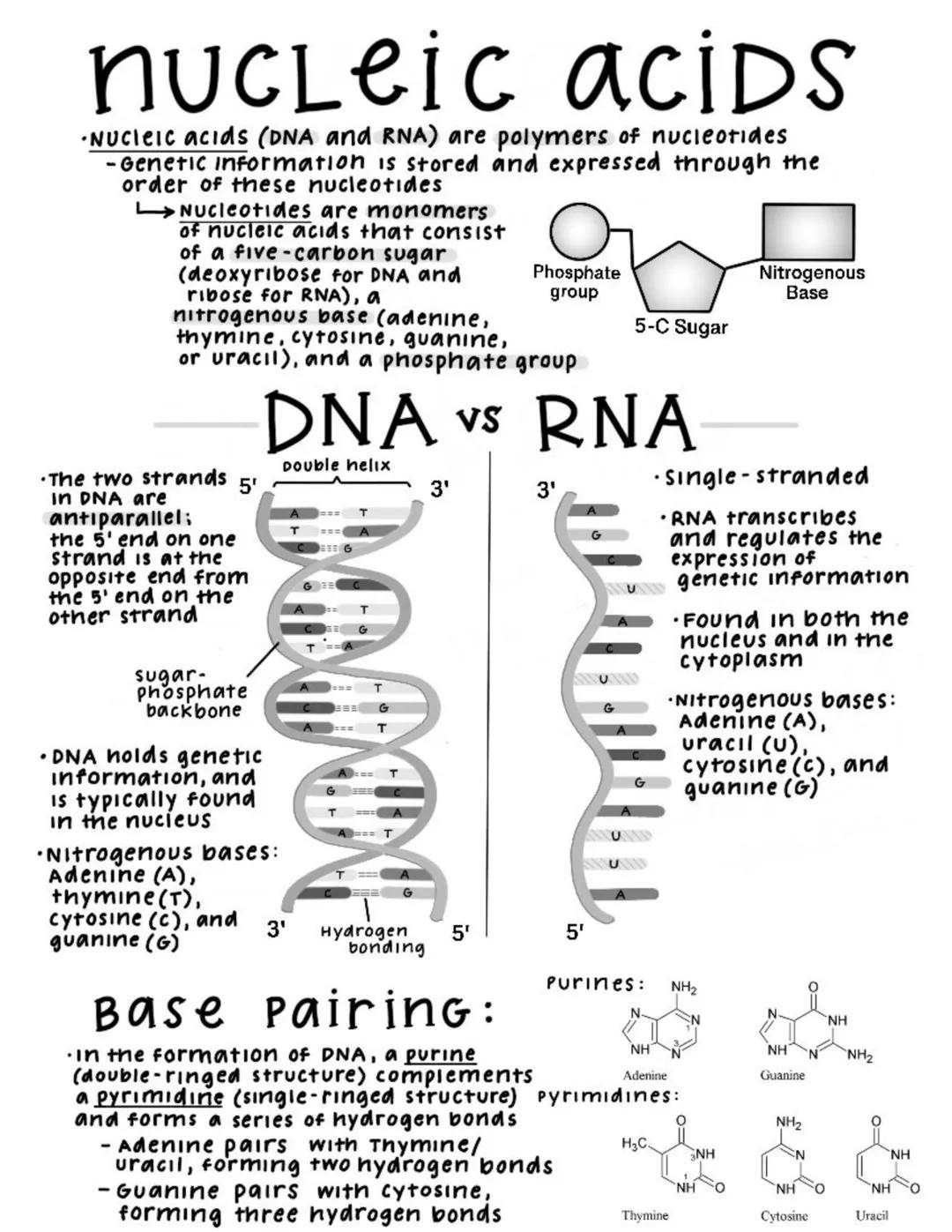 # nucleic acids

•Nucleic acids (DNA and RNA) are polymers of nucleotides
-Genetic information is stored and expressed through the
order of 