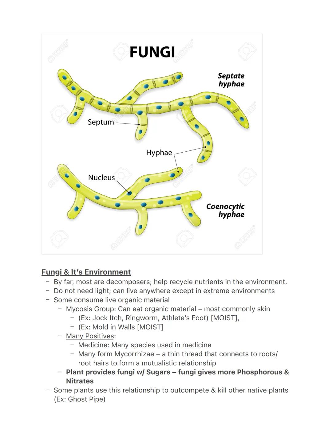 Lecture 3/22

Fungi
- They have their own kingdom
- Most are multicellular
- Sessile decomposers
- More closely related to animals than plan